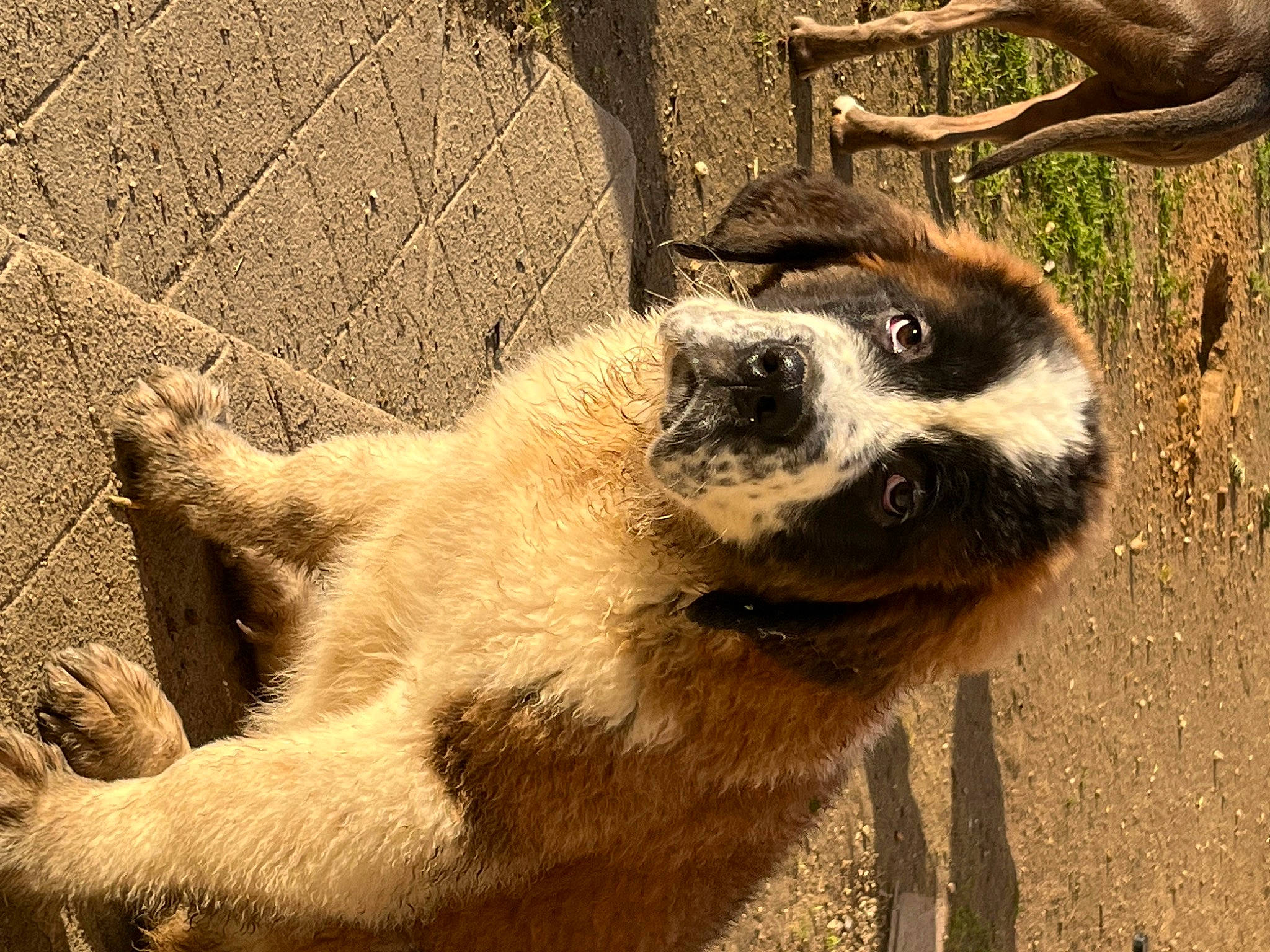 Sandy participe au concours pour gagner de l'argent avec cette photo : canidae, carnivore, dog_breed, fawn, fur, grass, landscape, lemur, mammal, paw, shadow, soil, tail, terrestrial_animal, whiskers, wildlife, wood, zoo