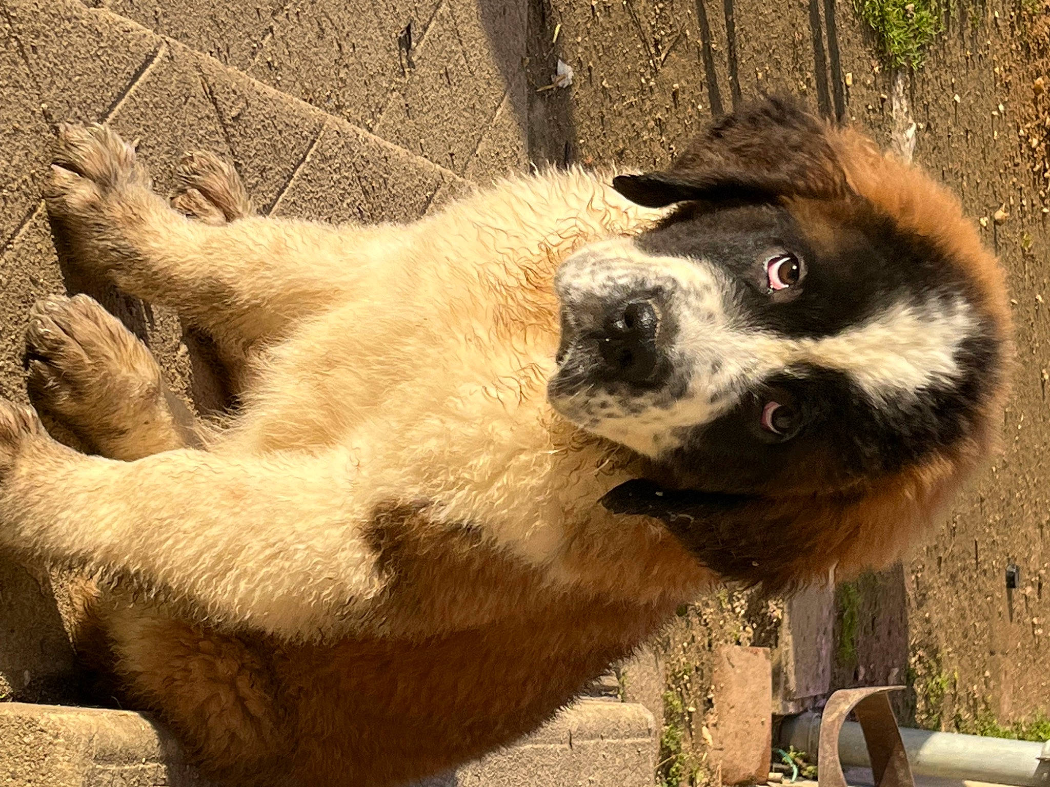 Sandy a rejoint le concours — aidez-le/la à gagner de superbes lots ! canidae, carnivore, claw, companion_dog, dog_breed, fawn, foot, fur, natural_material, panda, paw, plant, snout, tail, terrestrial_animal, whiskers, wildlife, zoo