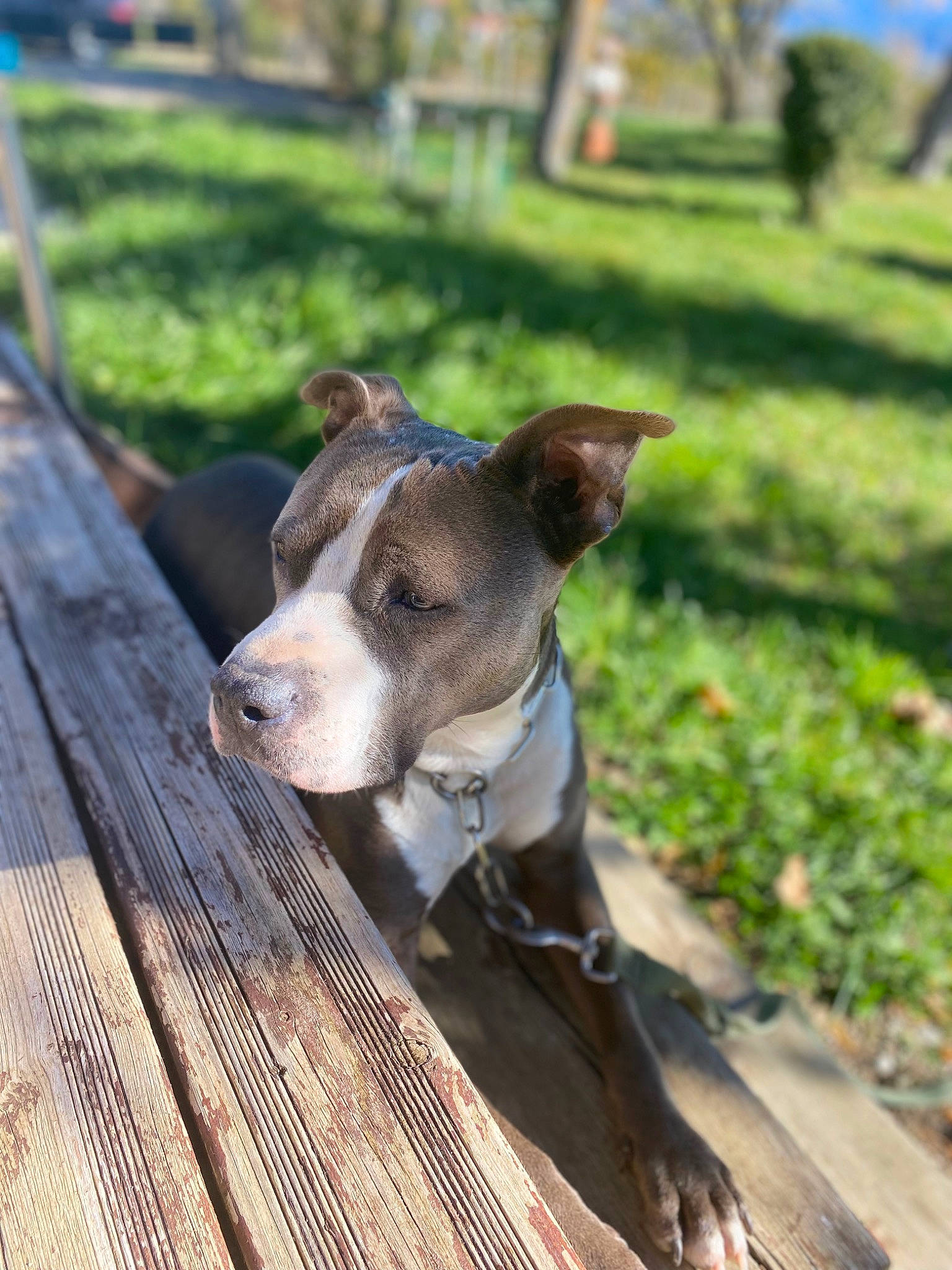 John participe au concours pour gagner de l'argent avec cette photo : canidae, carnivore, collar, companion_dog, dog, dog_breed, dog_collar, fawn, grass, hardwood, pet_supply, plank, plant, puppy, snout, tail, tree, whiskers, wood, working_animal