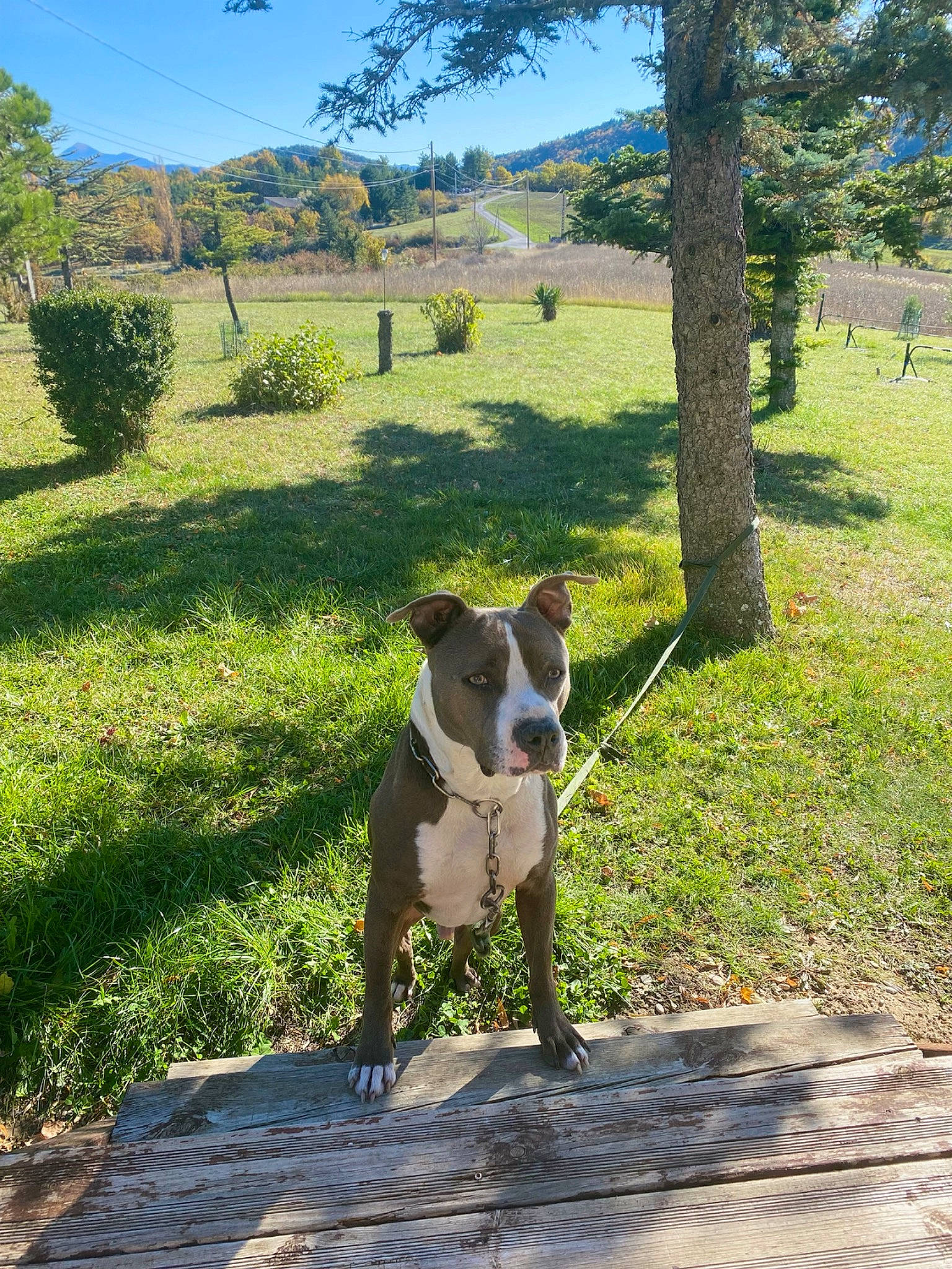 John participe au concours pour gagner de l'argent avec cette photo : carnivore, collar, companion_dog, dog, dog_breed, dog_collar, fawn, grass, grassland, landscape, leash, leisure, plant, sky, snout, sporting_group, tail, terrier, tree, working_animal