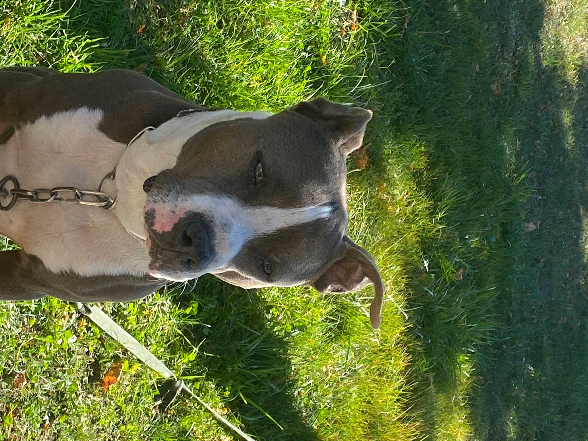 John a rejoint le concours — aidez-le/la à gagner de superbes lots ! canidae, carnivore, collar, companion_dog, dog, dog_breed, dog_collar, fawn, fur, grass, grass_family, plant, shrub, snout, sporting_group, tail, terrestrial_animal, tree, whiskers, working_animal