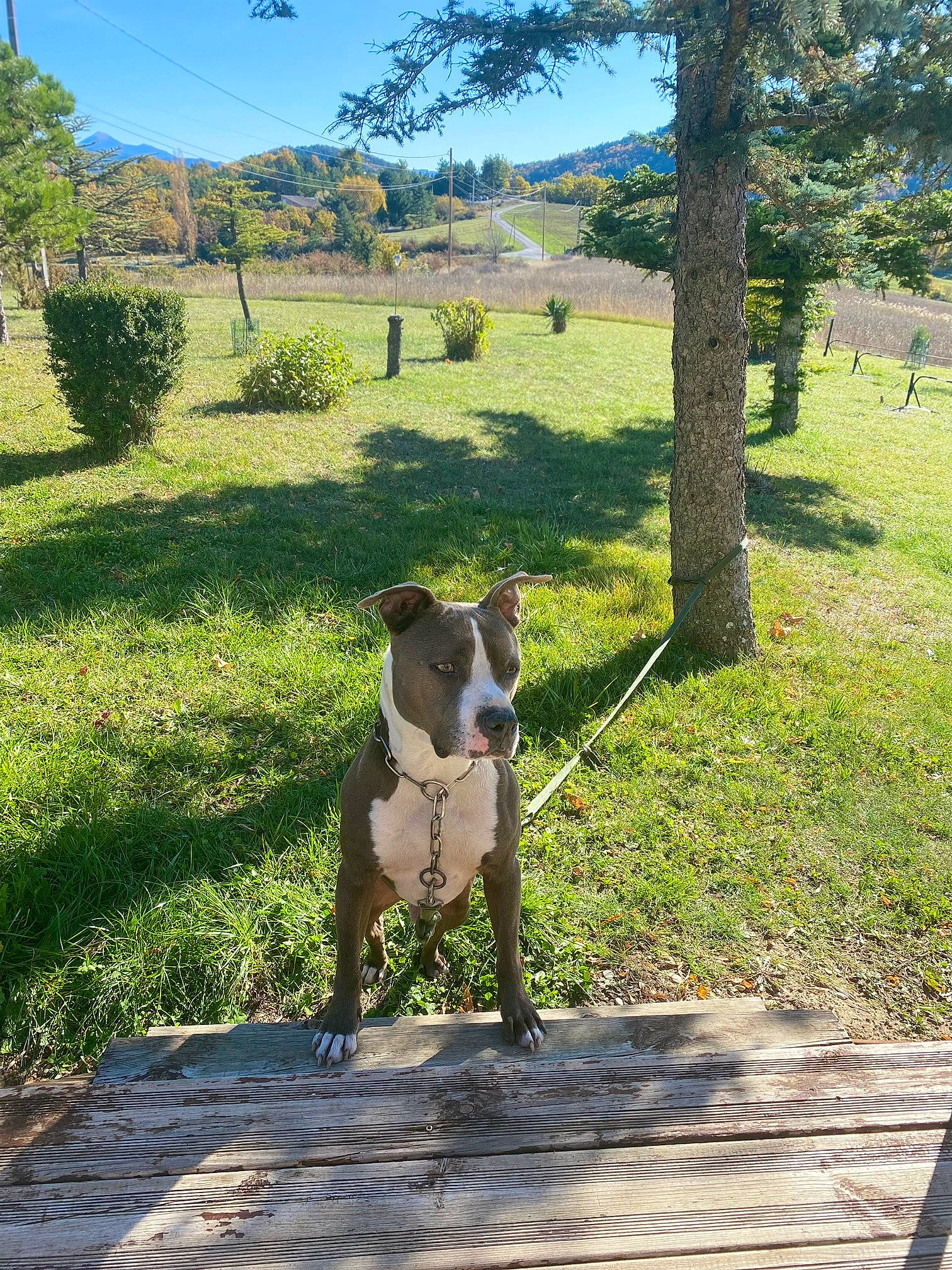 John participe au concours pour gagner de l'argent avec cette photo : canidae, carnivore, collar, companion_dog, dog, dog_breed, dog_collar, fawn, grass, grassland, landscape, leash, leisure, meadow, plant, sky, snout, tail, tree, working_animal