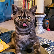 Quest is registered to the contest to win money with this photo: cat, tabby, pet, animal, indoor, feline, cute, tongue_out, curious, couch, blanket, home, cozy, living_room, carpet, bookshelf, scratching_post, toy, domestic, fur