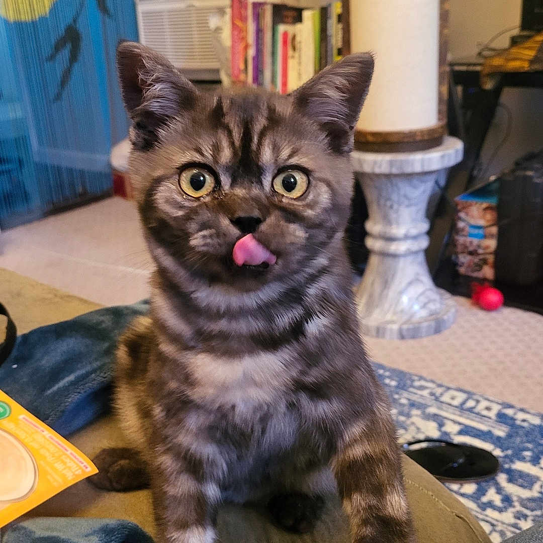 Quest is registered to the contest to win money with this photo: animal, blanket, bookshelf, carpet, cat, couch, cozy, curious, cute, domestic, feline, fur, home, indoor, living_room, pet, scratching_post, tabby, tongue_out, toy