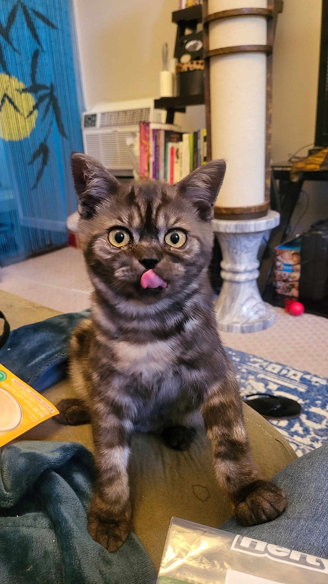 Quest is registered to the contest to win money with this photo: cat, tabby, pet, animal, indoor, feline, cute, tongue_out, curious, couch, blanket, home, cozy, living_room, carpet, bookshelf, scratching_post, toy, domestic, fur