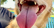Mcqueen joined the competition — help win amazing prizes! dog, canine, scruffy_fur, tan_fur, close_up, portrait, large_eyes, open_mouth, tongue, teeth, happy, playful, funny, outdoor, park, trees, fence, harness, collar, pet