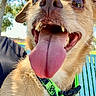dog, canine, scruffy_fur, tan_fur, close_up, portrait, large_eyes, open_mouth, tongue, teeth, happy, playful, funny, outdoor, park, trees, fence, harness, collar, pet