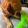 dog, brown_dog, puppy, pet, animal, collar, pink_collar, fuzzy_toy, green_toy, playing, curious, sniffing, indoor, bed, blanket, paws, fur, close_up, portrait, home