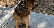 Sweetness joined the competition — help win amazing prizes! dog, german_shepherd, canine, pet, sitting, outdoors, sidewalk, leash, harness, pointed_ears, brown_fur, black_fur, panting, tongue, courtyard, trees, bench, apartment_buildings, sunlight, shadow