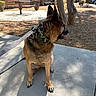 dog, german_shepherd, canine, pet, sitting, outdoors, sidewalk, leash, harness, pointed_ears, brown_fur, black_fur, panting, tongue, courtyard, trees, bench, apartment_buildings, sunlight, shadow