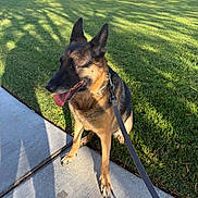 Sweetness is registered to the contest to win money with this photo: dog, german_shepherd, pet, sitting, outdoor, grass, lawn, sidewalk, leash, collar, tongue, ears, black_and_tan, sunlight, shadows, suburb, trees, houses, parked_cars, portrait