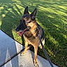 dog, german_shepherd, pet, sitting, outdoor, grass, lawn, sidewalk, leash, collar, tongue, ears, black_and_tan, sunlight, shadows, suburb, trees, houses, parked_cars, portrait