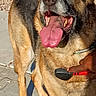Sweetness joined the competition — help win amazing prizes! dog, portrait, close_up, tongue, open_mouth, teeth, nose, fur, brown_fur, black_fur, tan_fur, happy, panting, grooming, brush, collar, outdoor, sunlight, concrete, hand