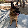 Sweetness is registered to the contest to win money with this photo: dog, german_shepherd, pet, canine, sitting, tongue_out, pointed_ears, black_and_tan, leash, collar, sidewalk, outdoor, sunny, trees, apartment_building, bench, courtyard, shadow, portrait, alert