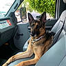 dog, german_shepherd, pet, canine, animal, portrait, sitting, passenger_seat, vehicle, truck, car_interior, collar, tag, ears, fur, black_and_tan, alert, outdoor, tree, street