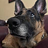 dog, german_shepherd, canine, pet, animal, portrait, close_up, face, muzzle, nose, ears, eyes, fur, brown_fur, black_mask, sitting, indoors, couch, home, photography
