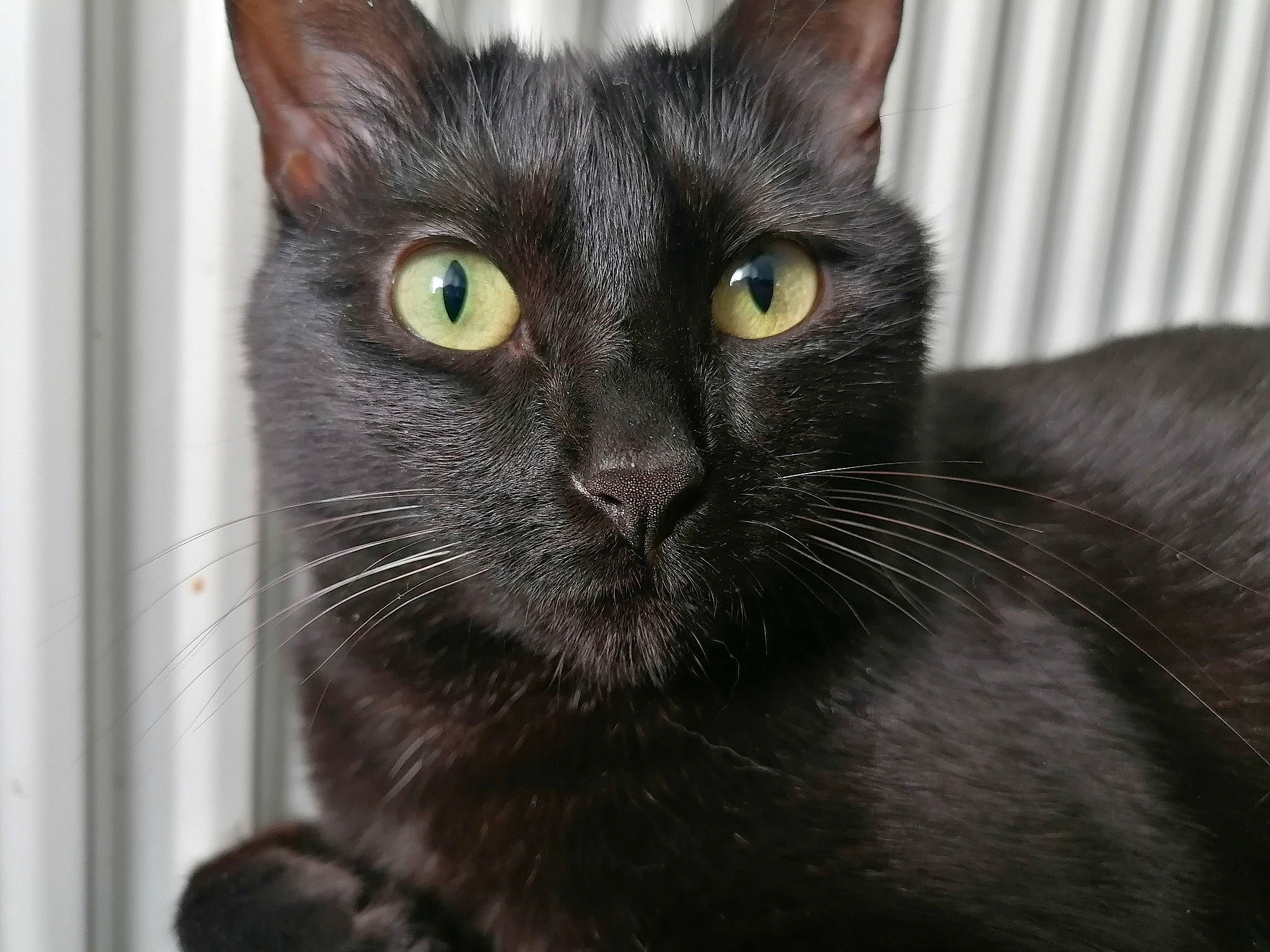 Asena participe au concours pour gagner de l'argent avec cette photo : black_cat, bombay, carnivore, cat, close_up, domestic_short_haired_cat, felidae, fur, havana_brown, small_to_medium_sized_cats, snout, terrestrial_animal, whiskers