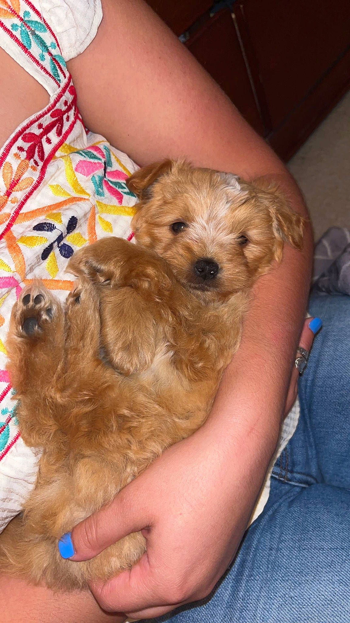 Bear is registered to the contest to win money with this photo: canidae, carnivore, companion_dog, dog, dog_breed, dog_supply, fawn, fur, hat, liver, maltepoo, pet_supply, puppy_love, shih_poo, small_terrier, sporting_group, terrier, toy_dog, working_animal, yorkipoo