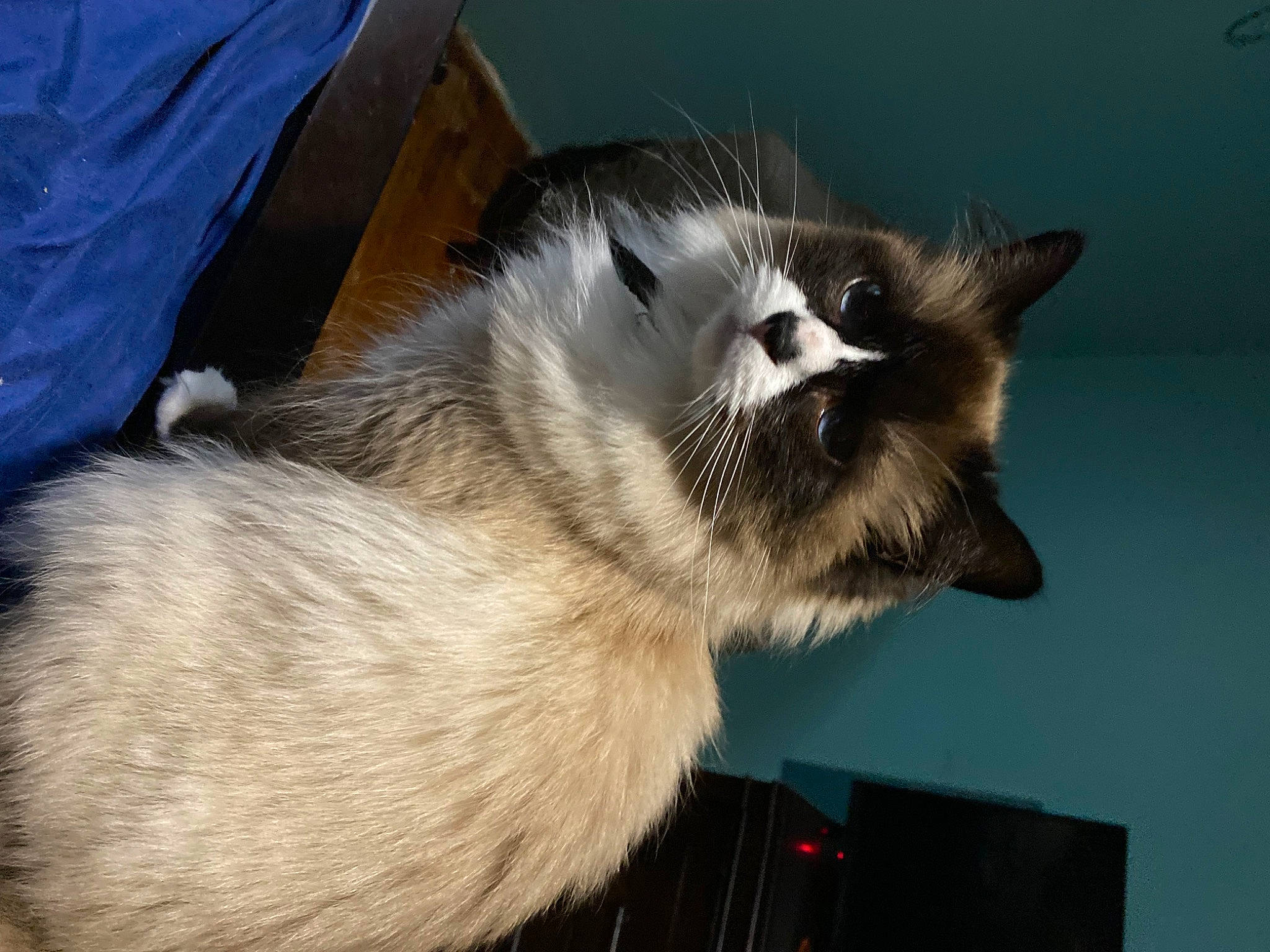 Anna is registered to the contest to win money with this photo: balinese, birman, carnivore, cat, domestic_short_haired_cat, felidae, fur, paw, siamese, small_to_medium_sized_cats, tail, thai, tonkinese, whiskers