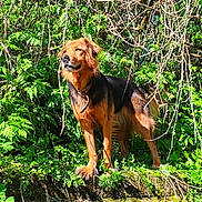 Falco participe au concours pour gagner de l'argent avec cette photo : alert, animal, black, branches, brown, canine, collar, daylight, dog, foliage, forest, fur, greenery, moss, nature, outdoor, pet, standing, sunlight, wild