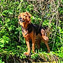 alert, animal, black, branches, brown, canine, collar, daylight, dog, foliage, forest, fur, greenery, moss, nature, outdoor, pet, standing, sunlight, wild