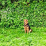 animal, bushes, canine, collar, daylight, dog, flora, fur, garden, grass, greenery, leafy_plants, mammal, nature, outdoor, peaceful, pet, sitting, summer, wildflowers
