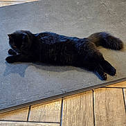 Mr. Wrenches is registered to the contest to win money with this photo: accessories, animal, architecture, blackcat, building, cat, hardwood, house, housing, indoors, interiordesign, manx, path, pet, plywood, porch, slate, strap, walkway, wood