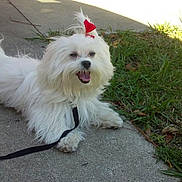 Bella joined the competition — help win amazing prizes! dog, small_dog, white_dog, fluffy, long_hair, red_bow, leash, sidewalk, grass, lawn, outdoor, sunlight, pet, companion_animal, sitting, lying_down, happy, smiling, portrait, park