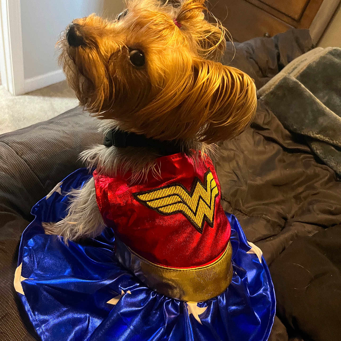 Stella joined the competition — help win amazing prizes! animal, bed, bedroom, blanket, brown_fur, collar, costume, curious, cute, decor, dog, dress, fur, furniture, indoor, looking_up, pet, small_dog, wonder_woman, wooden_drawer