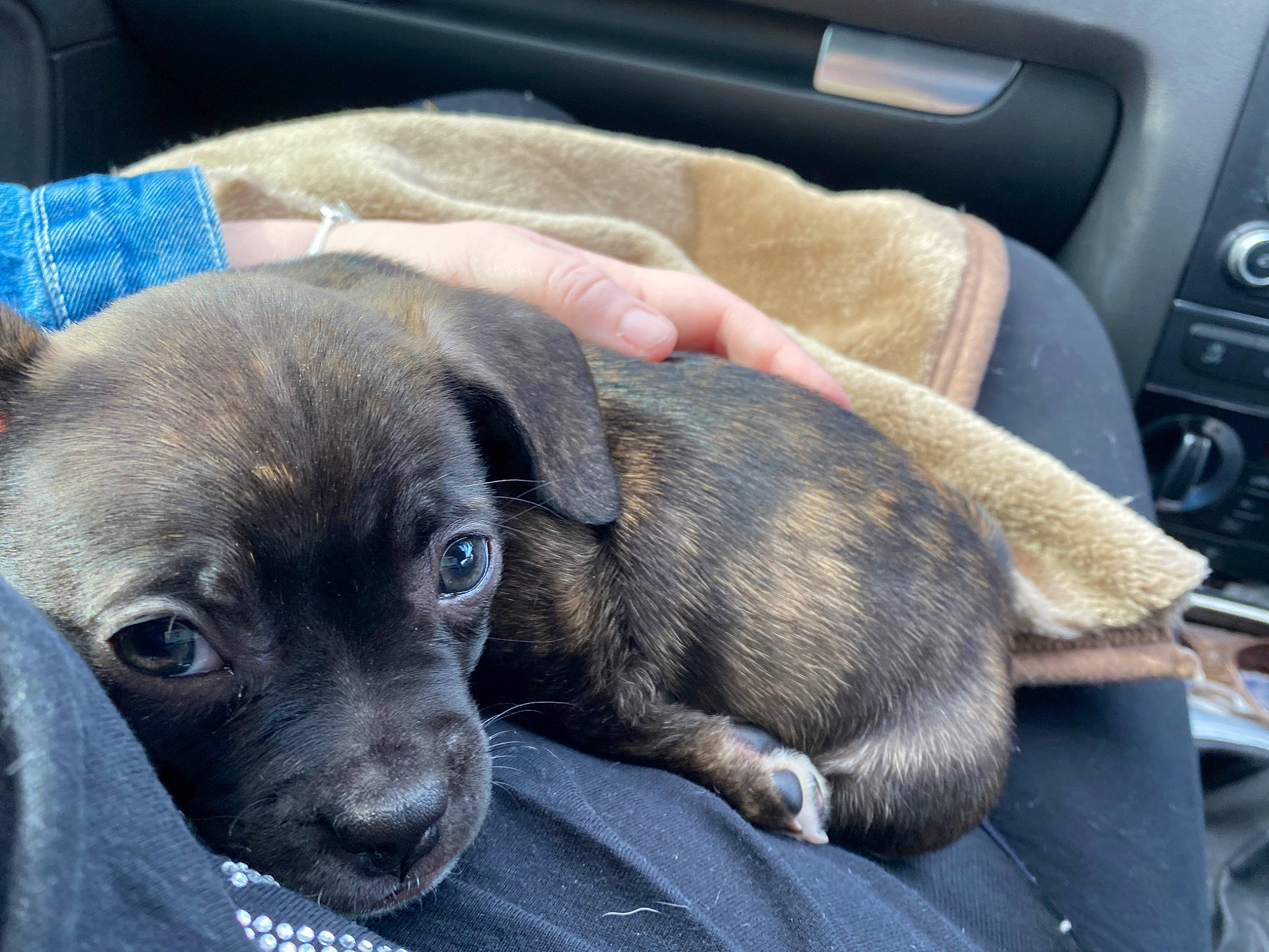 Dottie is registered to the contest to win money with this photo: auto_part, canidae, car_seat, carnivore, comfort, companion_dog, dog, dog_breed, fawn, fur, gun_dog, liver, sporting_group, toy_dog, vehicle, vehicle_door, whiskers, window, windshield, working_animal