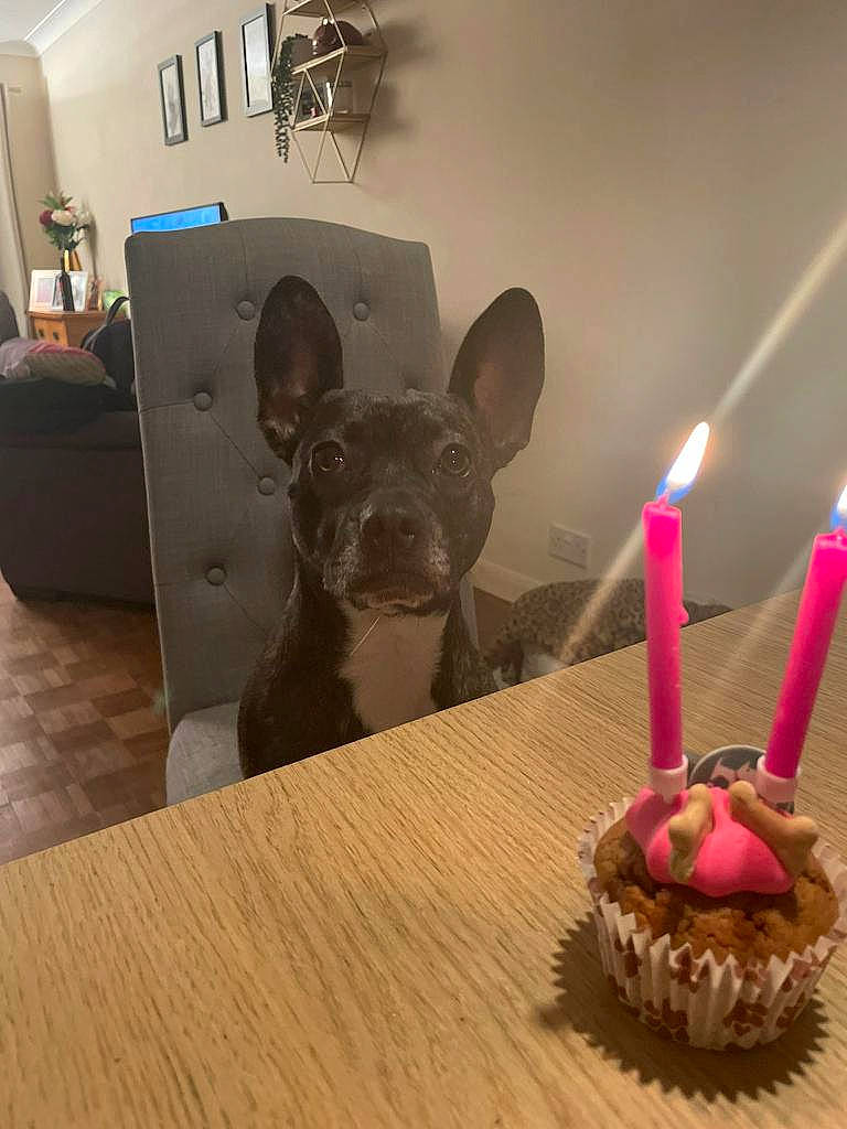 Dottie is registered to the contest to win money with this photo: baked_goods, birthday, birthday_cake, birthday_candle, cake, cake_decorating, cake_decorating_supply, candle, carnivore, companion_dog, dog, dog_breed, flooring, food, ingredient, plate, table, tableware, toy_dog, wood