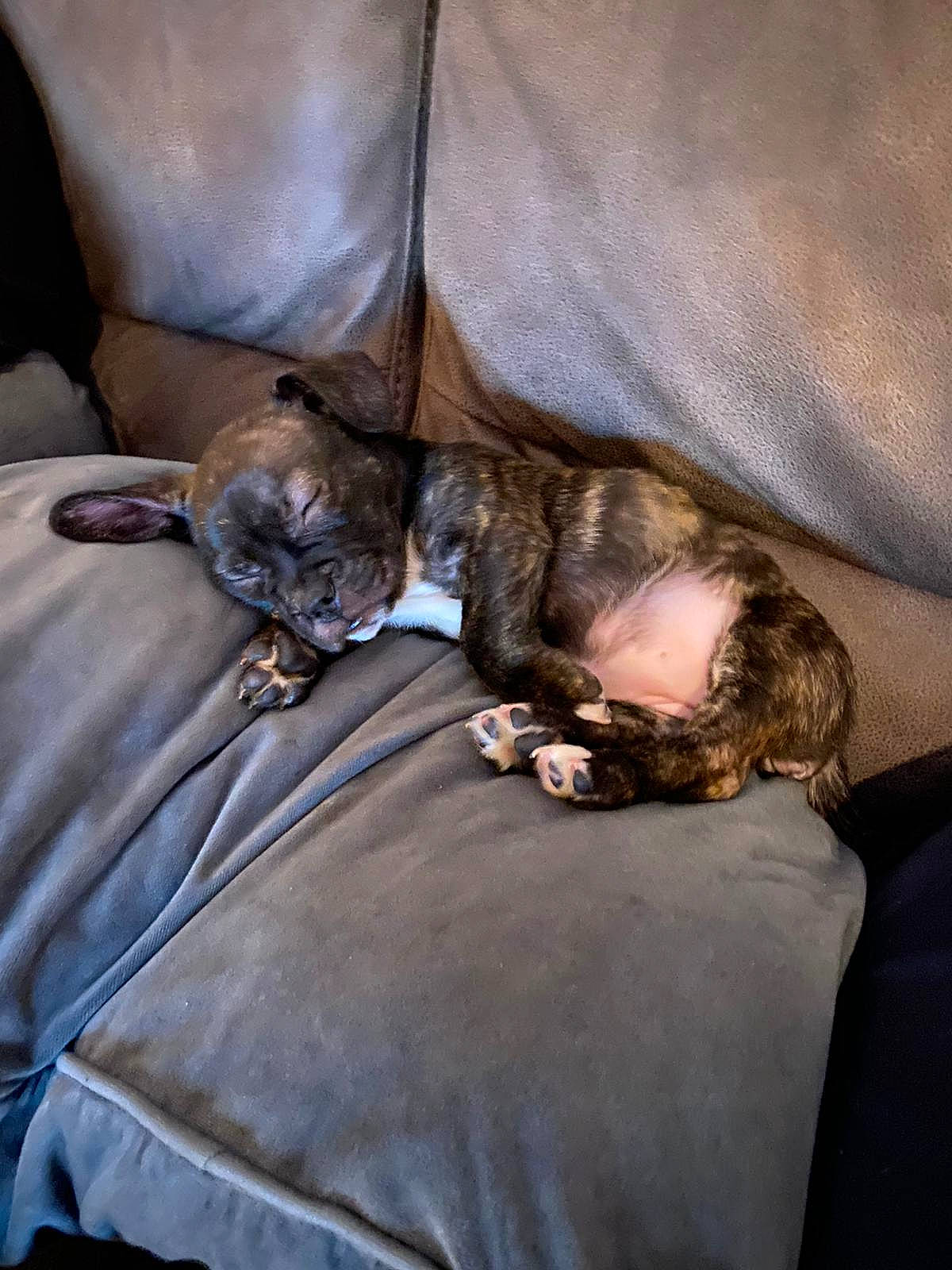 Dottie is registered to the contest to win money with this photo: bed, bed_sheet, bedding, bedroom, carnivore, cat, chair, comfort, couch, felidae, fur, grey, human_leg, linens, mammal, room, small_to_medium_sized_cats, textile, vertebrate, whiskers