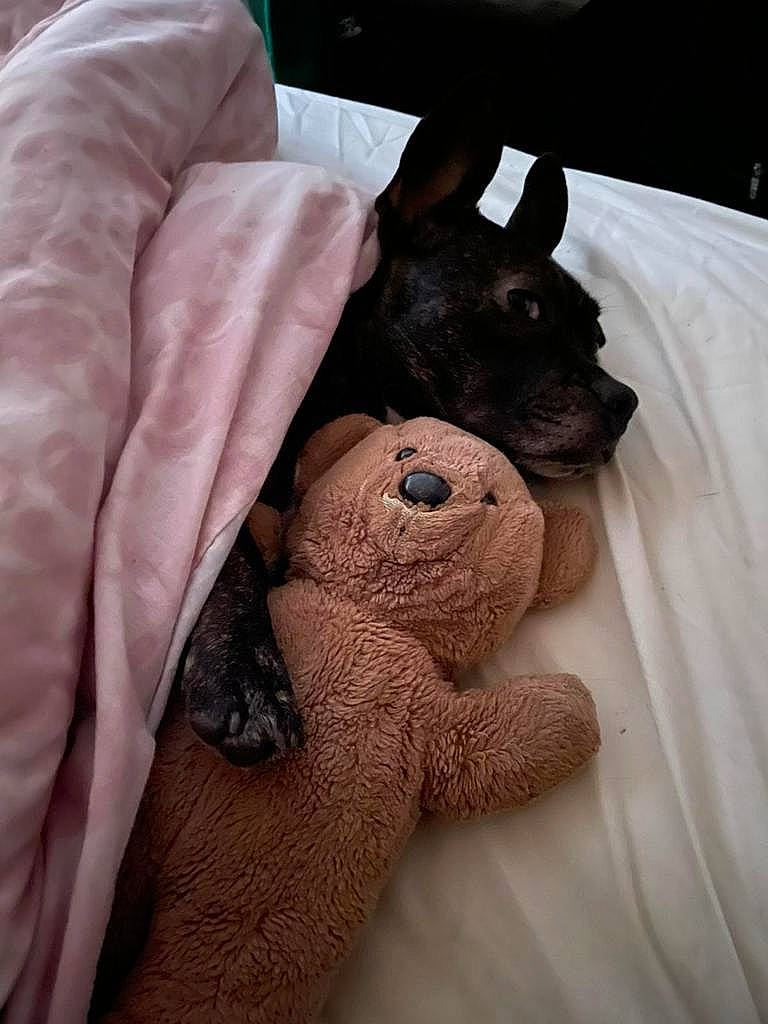 Dottie is registered to the contest to win money with this photo: bed, carnivore, comfort, companion_dog, dog, dog_breed, ear, fawn, fur, gesture, linens, magenta, mammal, sleeve, snout, stuffed_toy, terrestrial_animal, whiskers, working_animal, wrinkle