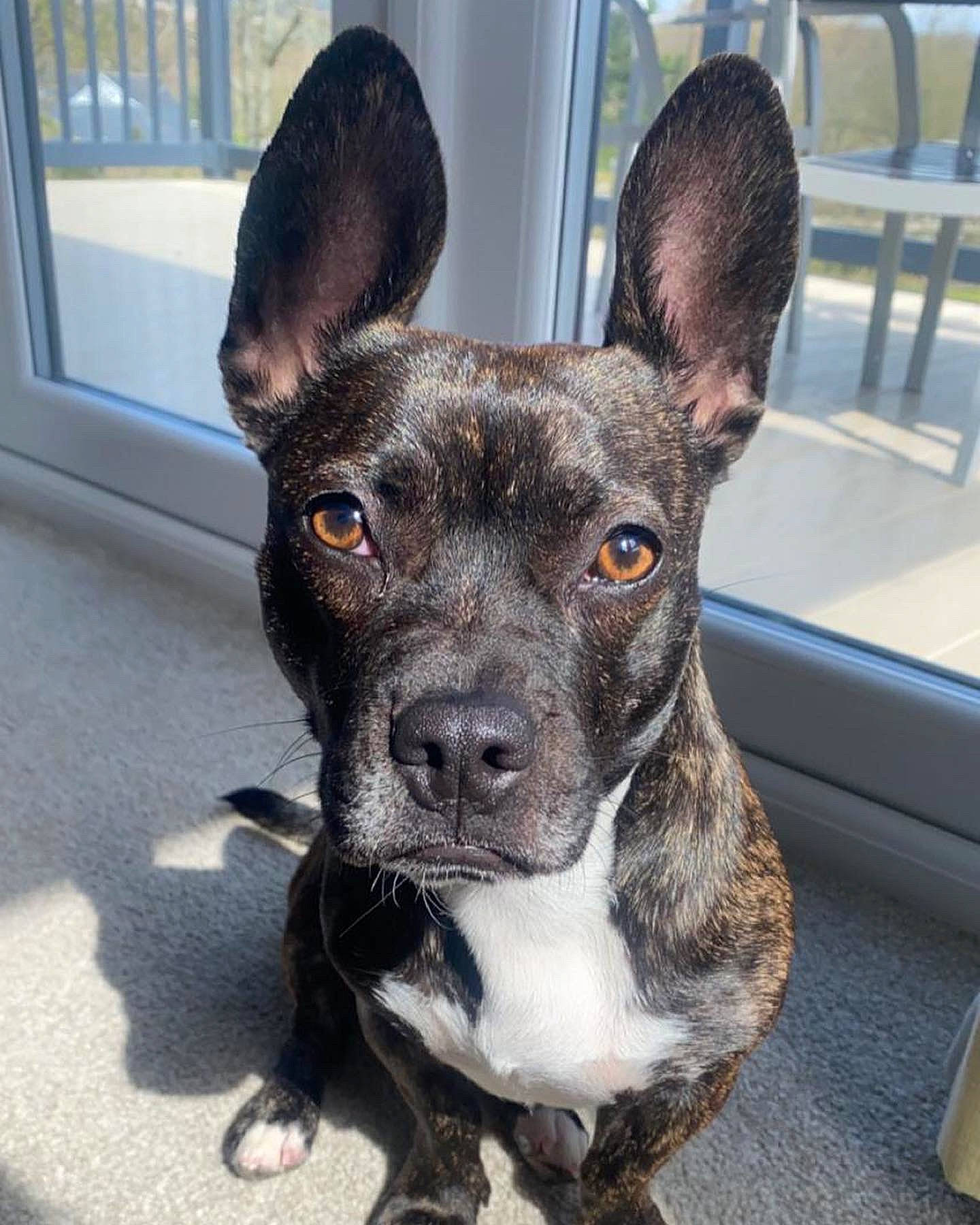 Dottie joined the competition — help win amazing prizes! canidae, carnivore, collar, companion_dog, dog, dog_breed, dog_collar, ear, eye, fawn, fur, paw, puppy, snout, sporting_group, tail, toy_dog, whiskers, window, working_animal