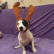 Idéfix a rejoint le concours — aidez-le/la à gagner de superbes lots ! beagle, carnivoran, dog, dog_breed, dog_breed_group, dog_like_mammal, puppy, snout