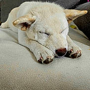 Miu a rejoint le concours — aidez-le/la à gagner de superbes lots ! dog, sleeping, white_dog, pet, animal, couch, indoors, nap, relaxed, closed_eyes, paws, claws, ears, snout, nose, fur, portrait, home, soft_furnishings, cute