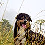 Joy a rejoint le concours — aidez-le/la à gagner de superbes lots ! dog, outdoor, grass, wildflowers, nature, animal, tongue_out, happy, fur, brown, black, white, mist, field, pet, canine, smiling, summer, flora, scenery