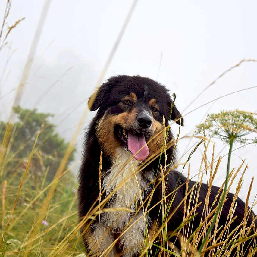 Joy a rejoint le concours — aidez-le/la à gagner de superbes lots ! animal, black, brown, canine, dog, field, flora, fur, grass, happy, mist, nature, outdoor, pet, scenery, smiling, summer, tongue_out, white, wildflowers