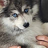 animal, blue_eyes, cute, dog, domestic_animal, ears, face, fluffy, friendly, fur, hands, holding, husky, indoor, person, pet, portrait, puppy, snout, young_dog