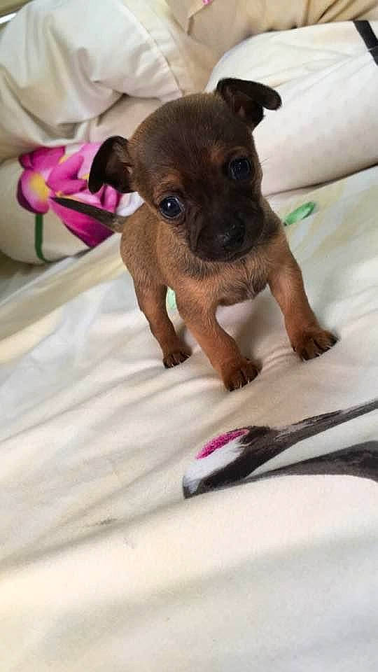 Fraise participe au concours pour gagner de l'argent avec cette photo : carnivore, comfort, companion_dog, dog, dog_breed, ear, fawn, fur, linens, liver, magenta, nail, paw, pink, snout, sporting_group, terrestrial_animal, toy_dog, whiskers, working_animal