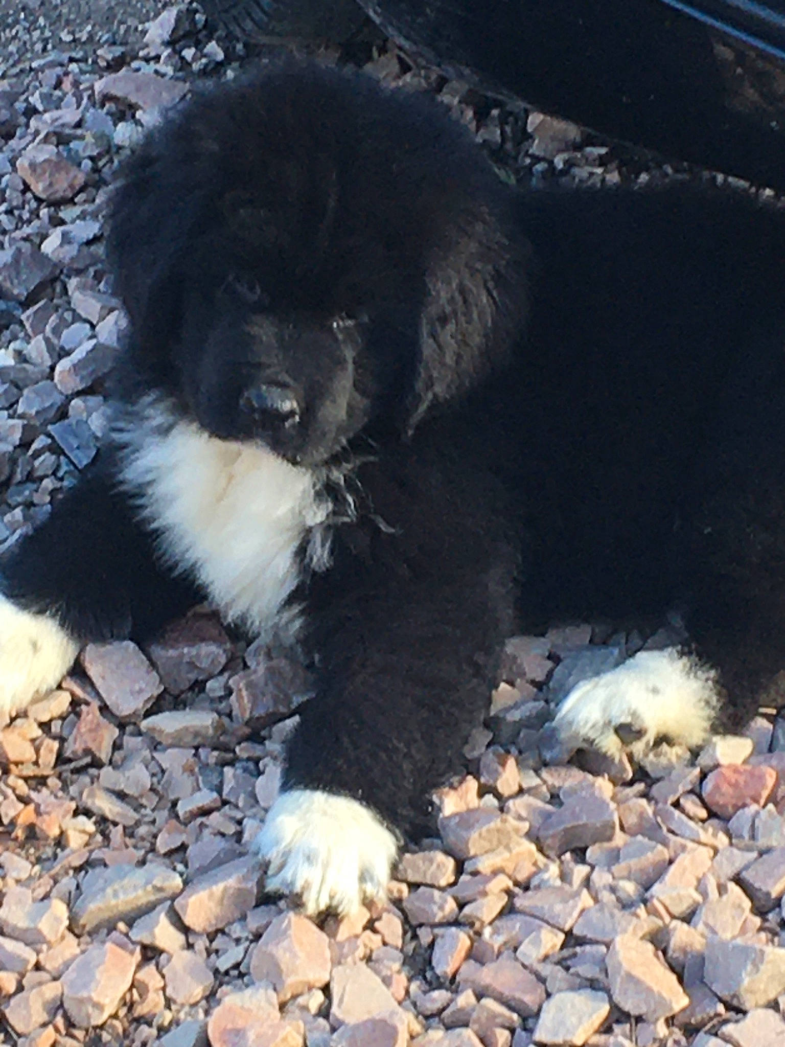 Ruby participe au concours pour gagner de l'argent avec cette photo : canidae, carnivore, caucasian_shepherd_dog, companion_dog, dog, dog_breed, gaddi_kutta, karakachan_dog, newfoundland, puppy, snout, sporting_group