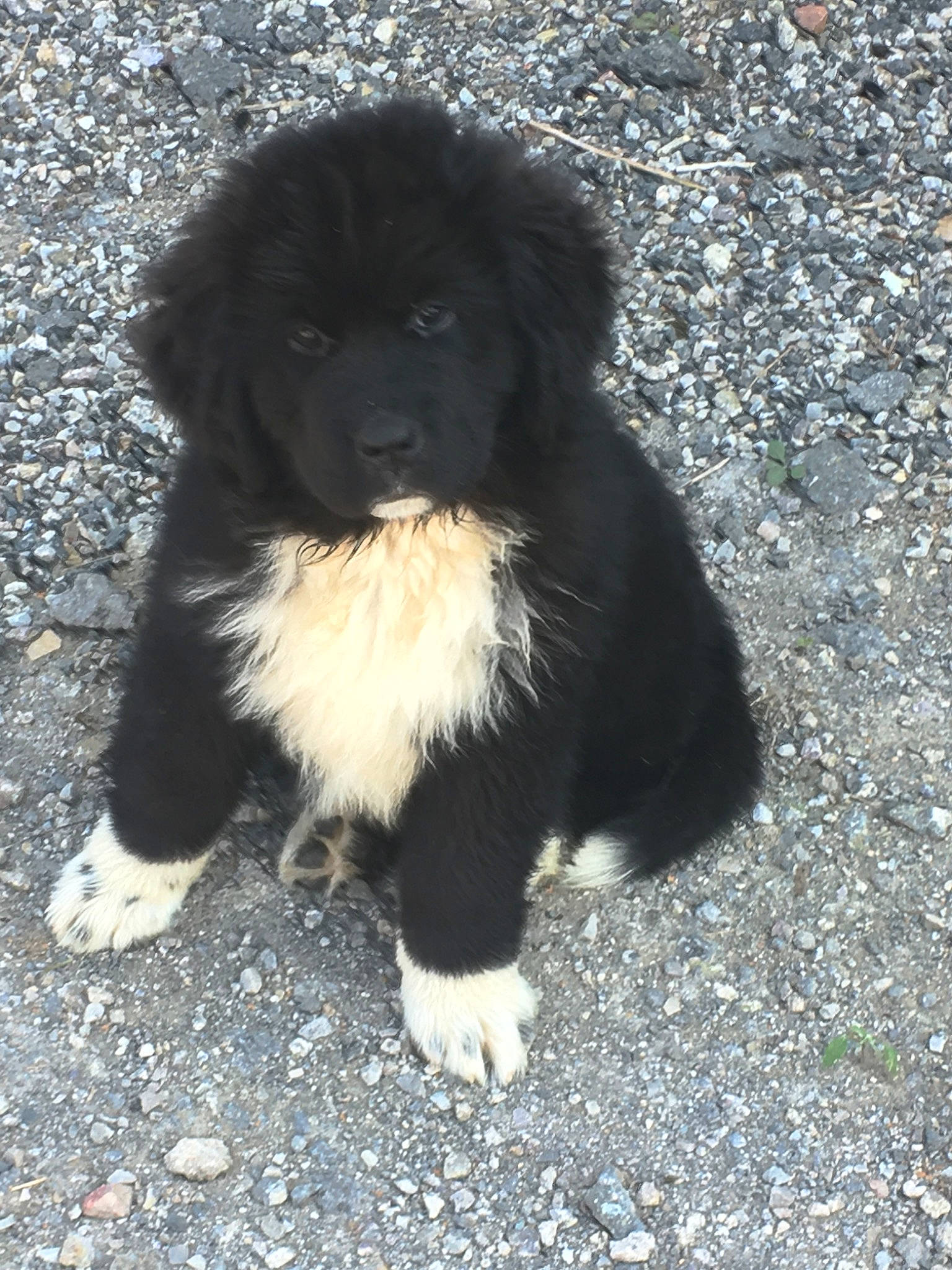 Ruby a rejoint le concours — aidez-le/la à gagner de superbes lots ! bakharwal_dog, canidae, carnivore, caucasian_shepherd_dog, companion_dog, dog, dog_breed, gaddi_kutta, karakachan_dog, mammal, newfoundland, puppy, rare_breed_dog, sporting_group, stabyhoun, vertebrate