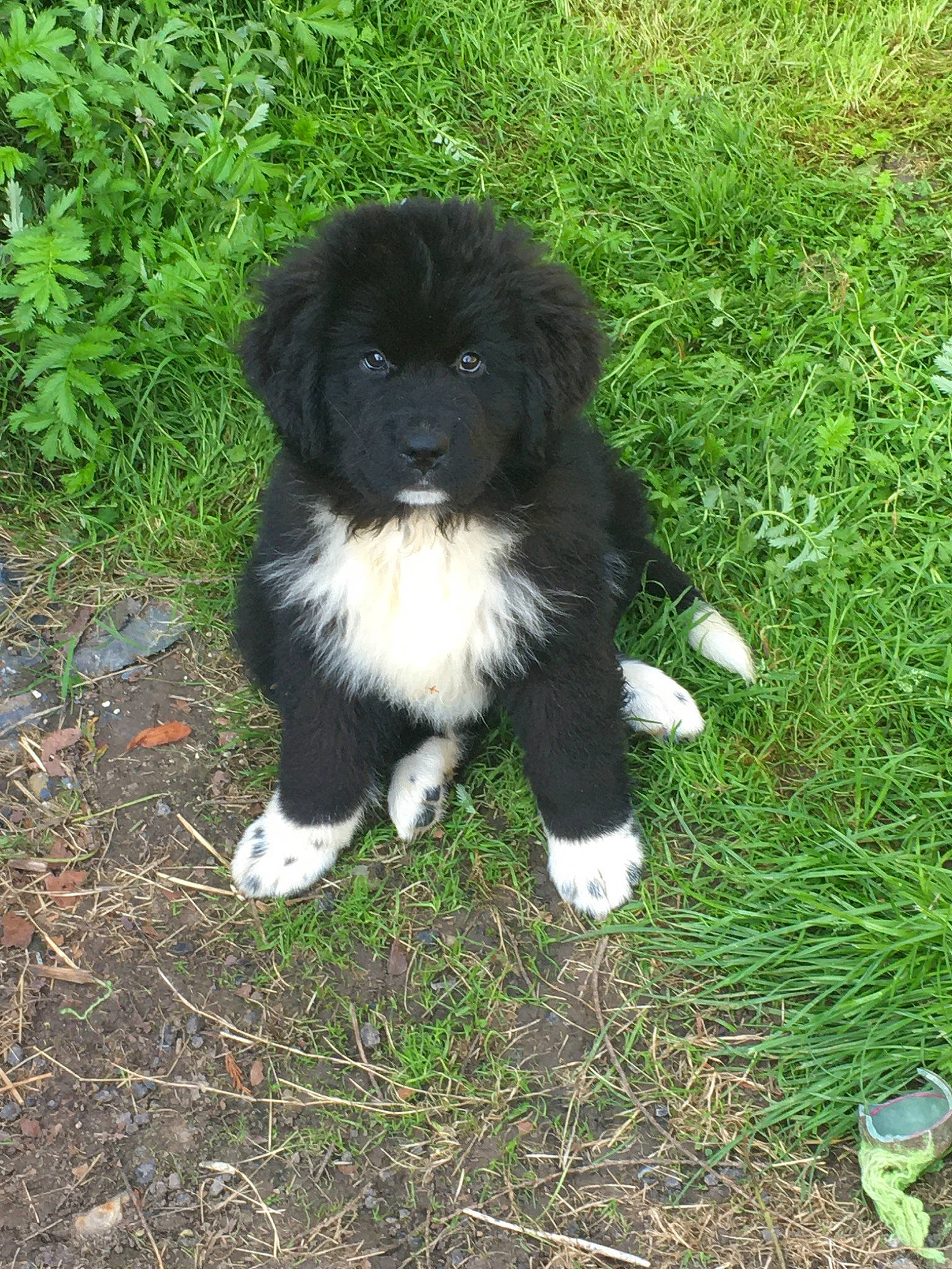 Ruby participe au concours pour gagner de l'argent avec cette photo : canidae, carnivore, companion_dog, dog, dog_breed, english_shepherd, karakachan_dog, landseer, mammal, newfoundland, puppy, rare_breed_dog, sporting_group, stabyhoun, vertebrate