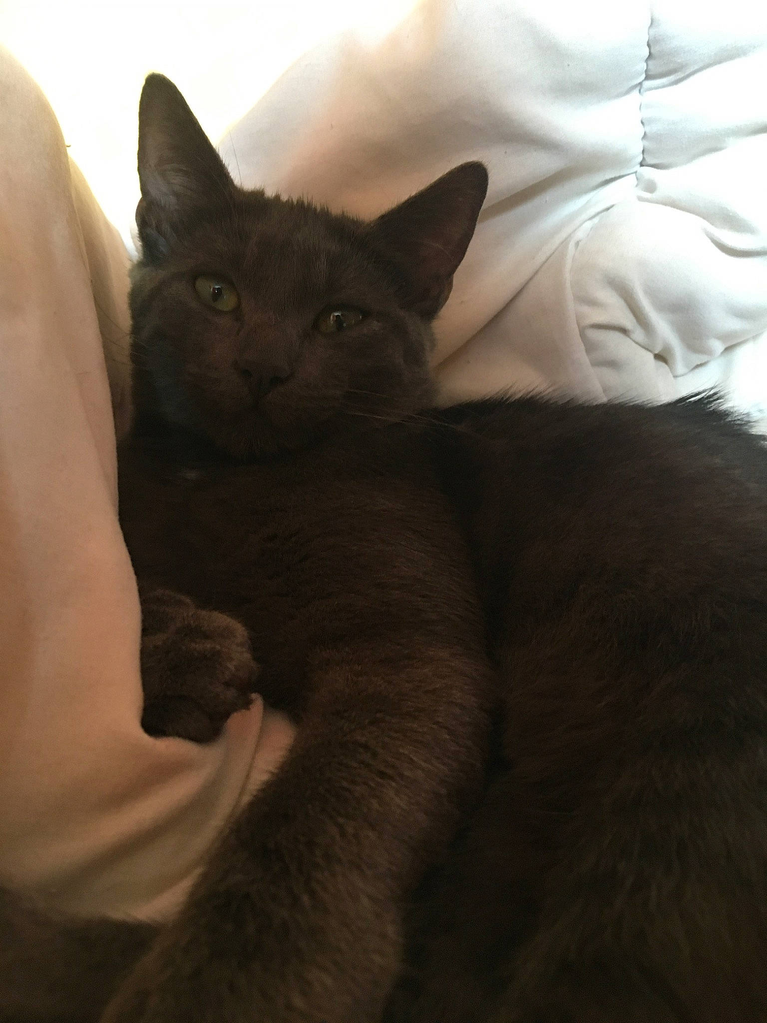 Pepsi participe au concours pour gagner de l'argent avec cette photo : asian, black_cat, british_shorthair, burmese, carnivore, cat, chartreux, domestic_short_haired_cat, felidae, korat, mammal, nebelung, russian_blue, small_to_medium_sized_cats, snout, whiskers