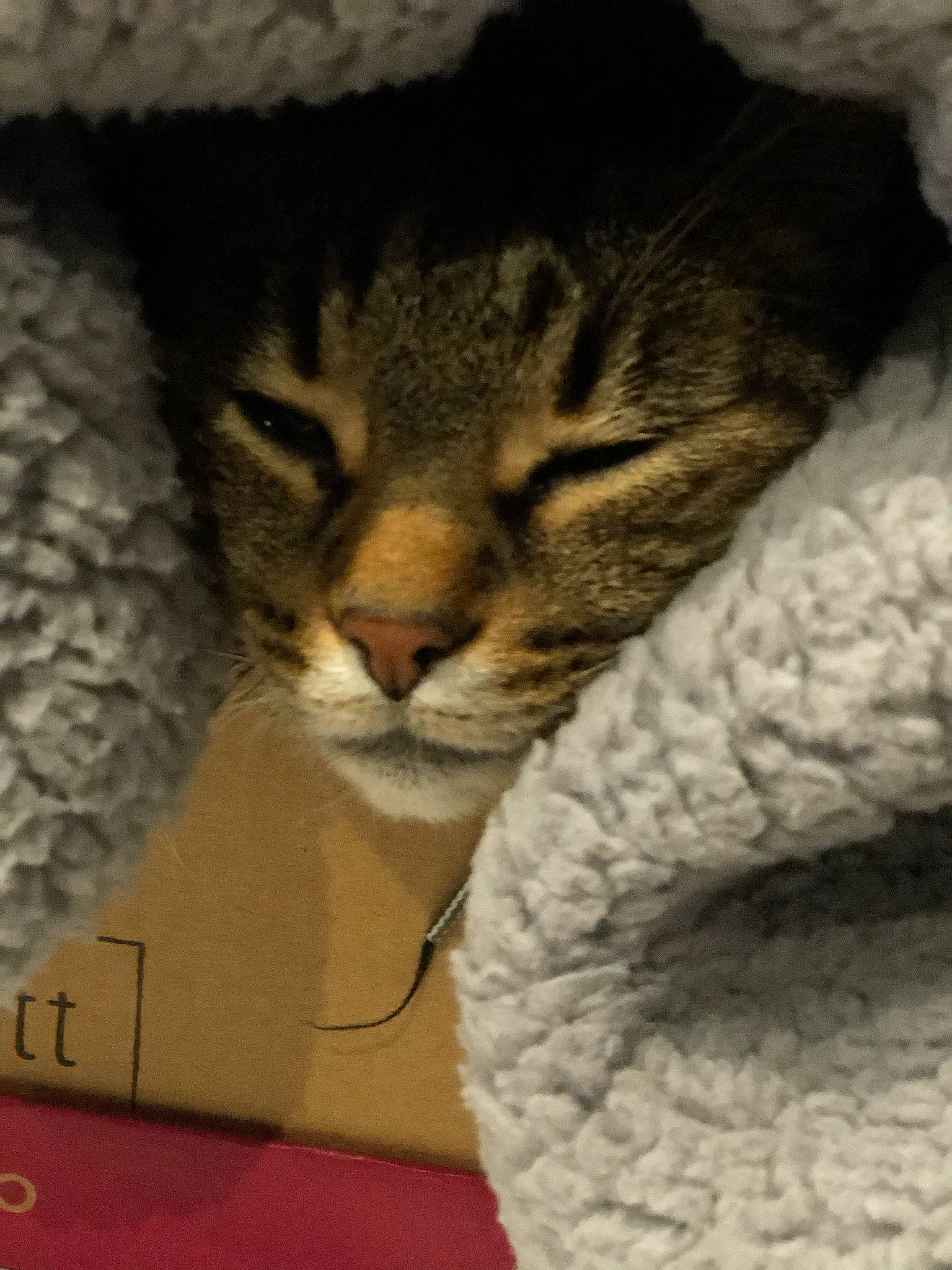 Fauve a rejoint le concours — aidez-le/la à gagner de superbes lots ! carnivore, cat, claw, comfort, domestic_short_haired_cat, felidae, fur, linens, mammal, nap, paw, photo_caption, small_to_medium_sized_cats, snout, tail, terrestrial_animal, tree, vertebrate, whiskers, window