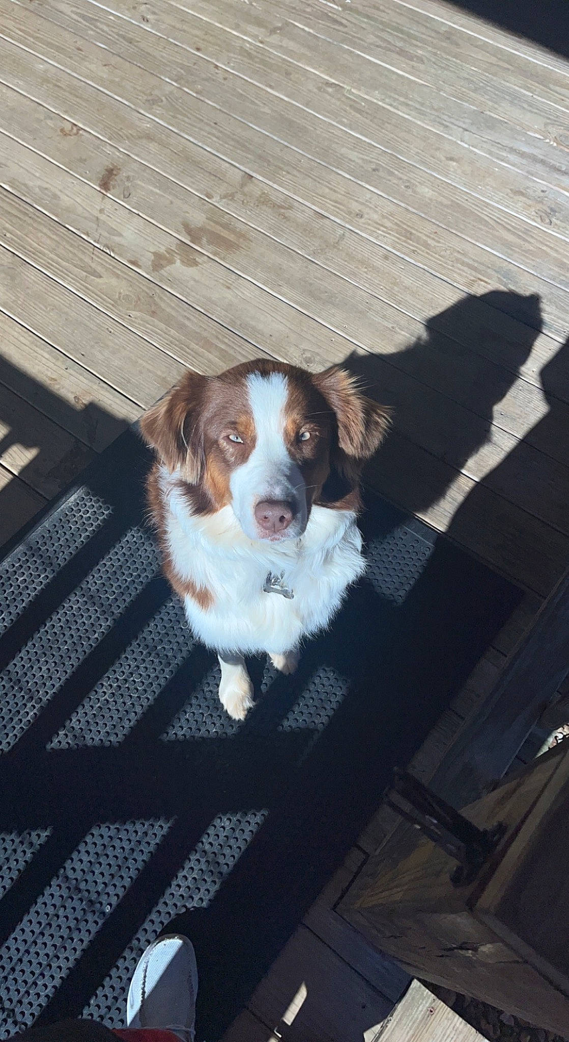 Baire is registered to the contest to win money with this photo: canidae, carnivore, companion_dog, dog, dog_breed, fawn, flooring, fur, gun_dog, liver, road_surface, snout, spaniel, sporting_group, tail, toy_dog, welsh_springer_spaniel, whiskers, wood, working_dog