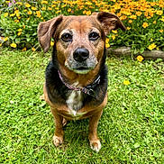Quinn is registered to the contest to win money with this photo: dog, grass, flowers, garden, outdoor, pet, canine, brown, black, collar, nature, summer, flora, animal, portrait, sitting, ears, cute, greenery, daylight