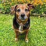 dog, grass, flowers, garden, outdoor, pet, canine, brown, black, collar, nature, summer, flora, animal, portrait, sitting, ears, cute, greenery, daylight