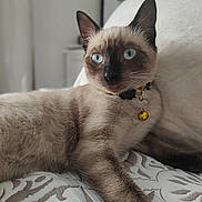 Tina a rejoint le concours — aidez-le/la à gagner de superbes lots ! cat, siamese, blue_eyes, pet, indoor, bedspread, feline, animal, collar, bell, relaxed, looking, whiskers, ears, fur, muzzle, pillow, home, resting, closeup