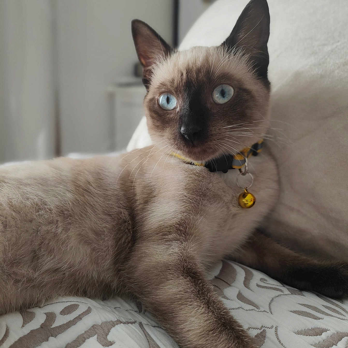 Tina a rejoint le concours — aidez-le/la à gagner de superbes lots ! animal, bedspread, bell, blue_eyes, cat, closeup, collar, ears, feline, fur, home, indoor, looking, muzzle, pet, pillow, relaxed, resting, siamese, whiskers